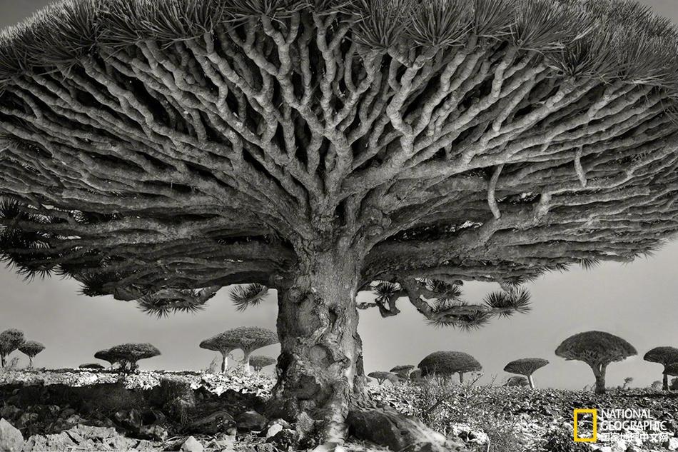 兒子拒絕接手，宮崎駿創(chuàng)辦的吉卜力工作室或被日本電視臺收購