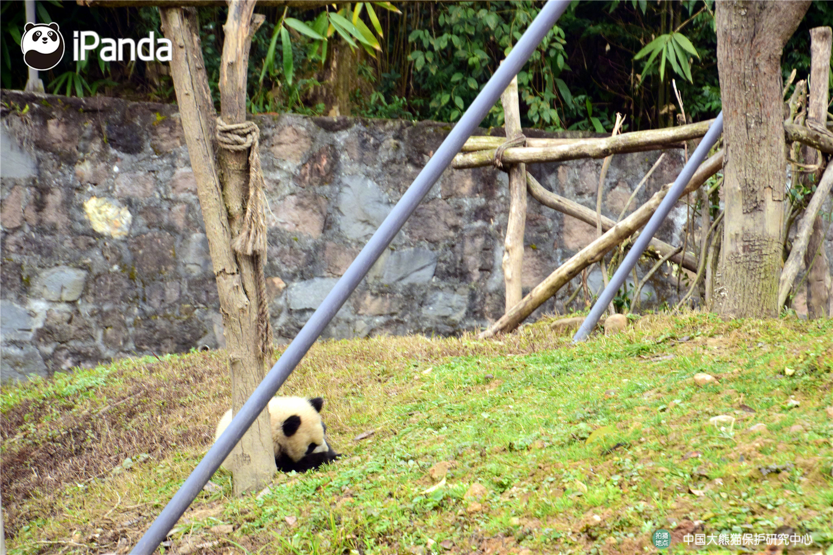 雄競(jìng)！沙特文娛部長(zhǎng)：C羅咨詢(xún)我 他和梅西誰(shuí)才是最優(yōu)異的？